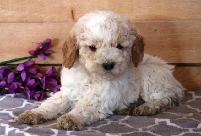 Milly Cavapoo image