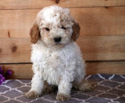 Milly Cavapoo2