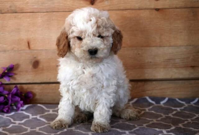 Milly Cavapoo2 image