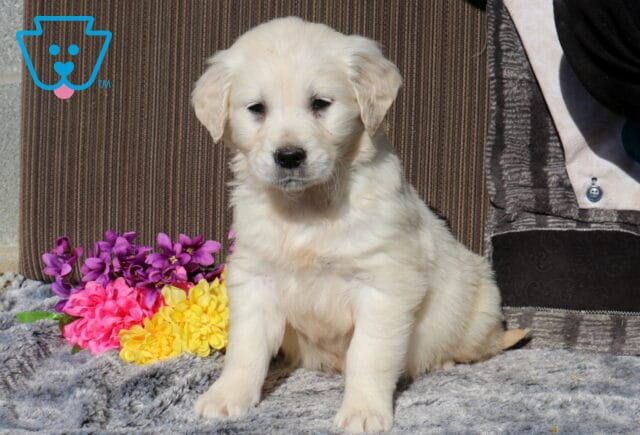 Fluffy light-cream Golden Retriever puppy sitting upright on a soft gray blanket, gazing downward with a calm expression, with bright pink, yellow, and purple flowers arranged beside it and a cozy indoor backdrop. image