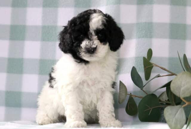 Black and white Mini Poodle puppy with a curly coat and white blaze on face sitting beside eucalyptus leaves against a soft green checkered backdrop image