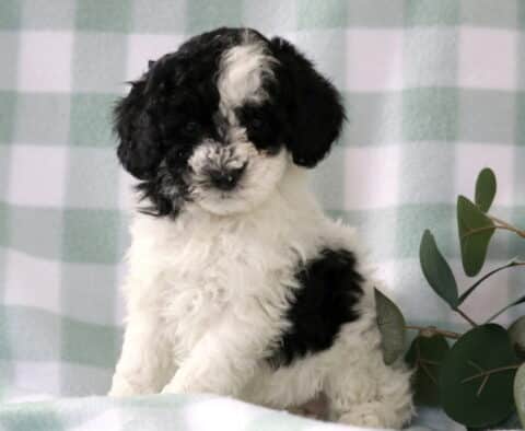 Black and white Mini Poodle puppy with a fluffy curly coat and bold black patches sitting beside eucalyptus greenery on a soft green gingham backdrop
