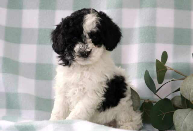 Black and white Mini Poodle puppy with a fluffy curly coat and bold black patches sitting beside eucalyptus greenery on a soft green gingham backdrop image