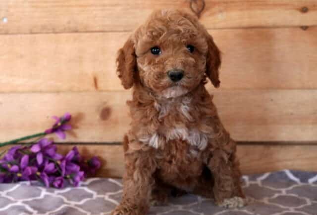 Mindy Cavapoo image