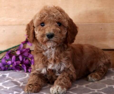 Mindy Cavapoo2