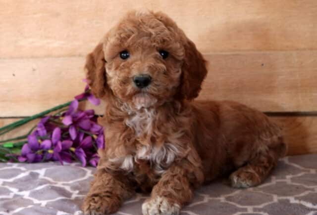 Mindy Cavapoo2 image