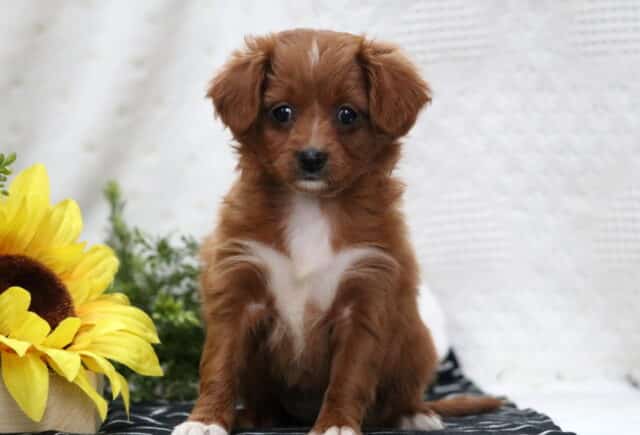 Missy Poodle Mix image