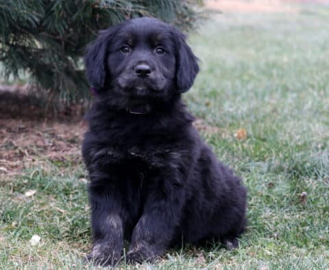 Misty Border Collie Mix