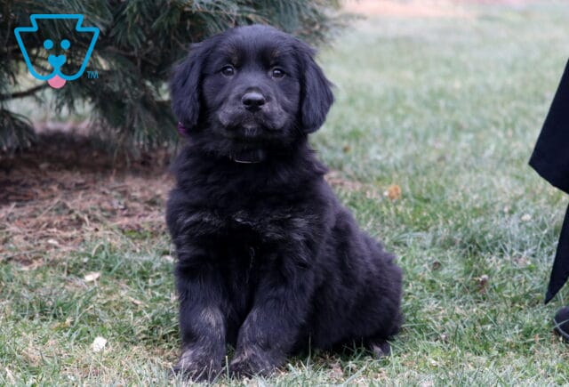 Fluffy black Border Collie mix puppy sitting on green grass outdoors, with soft floppy ears and a plush coat, posed calmly near an evergreen tree, with a natural yard setting in the background. image