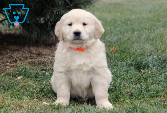 Fluffy light-golden Golden Retriever puppy sitting on green grass outdoors, wearing an orange collar and looking calmly at the camera. image