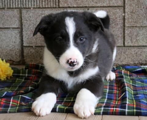 Mitch Border Collie Mix