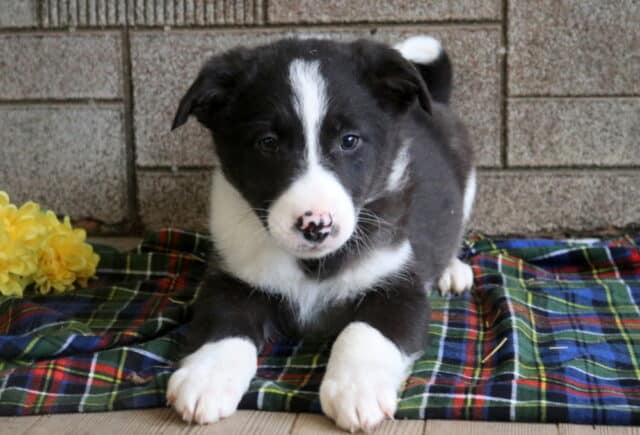 Mitch Border Collie Mix image