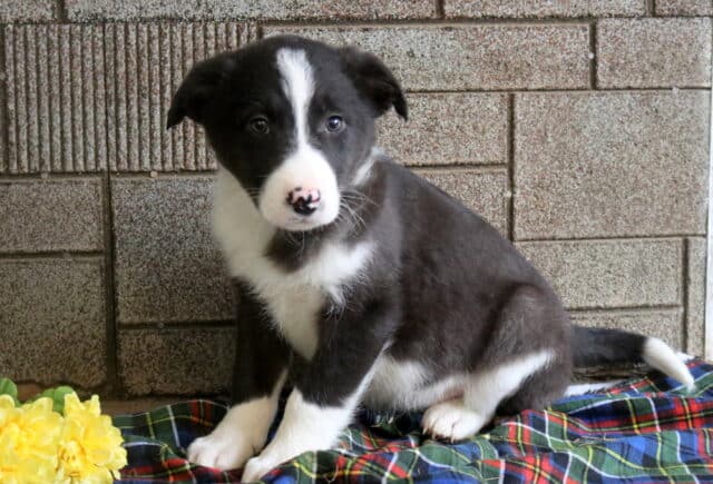 Mitch Border Collie Mix2 image