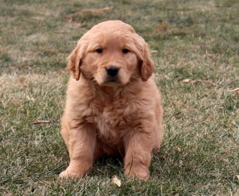 Golden Retriever puppy sitting on grass outdoors, featuring a fluffy golden coat, round face, and calm expression in a natural yard setting.