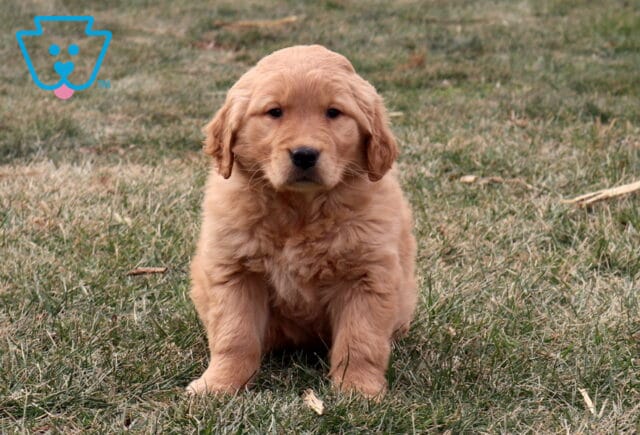 Golden Retriever puppy sitting on grass outdoors, featuring a fluffy golden coat, round face, and calm expression in a natural yard setting. image