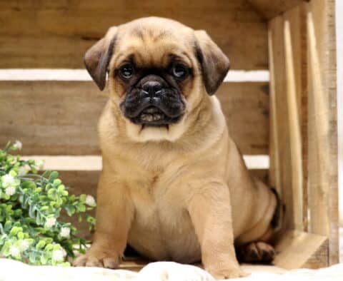 Cute Jug puppy sitting inside a rustic wooden crate, fawn-colored Jack Russell and Pug mix with a black mask and stocky build