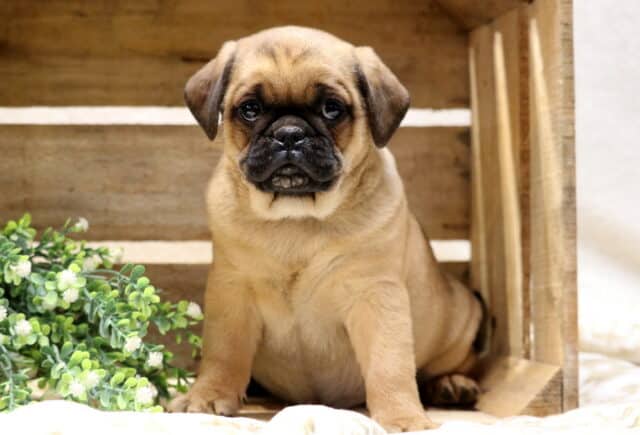 Cute Jug puppy sitting inside a rustic wooden crate, fawn-colored Jack Russell and Pug mix with a black mask and stocky build image