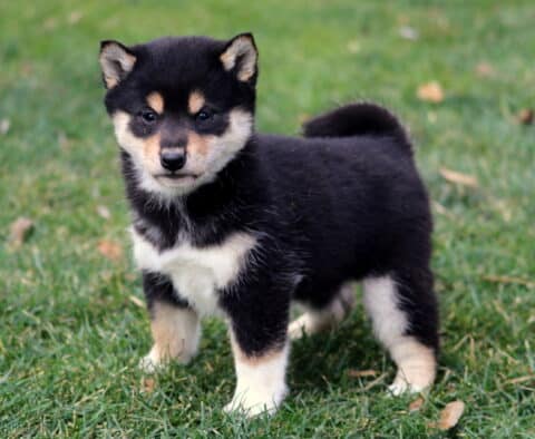 Mocha Shiba Inu