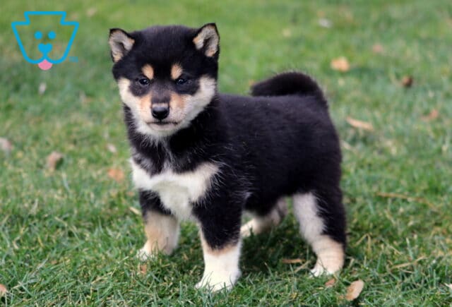 Black and tan Shiba Inu puppy standing on green grass with curled tail, upright ears, and alert expression outdoors. image