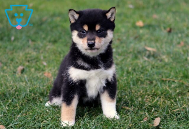 Black and tan Shiba Inu puppy sitting on green grass with upright ears, cream chest markings, and alert expression outdoors. image