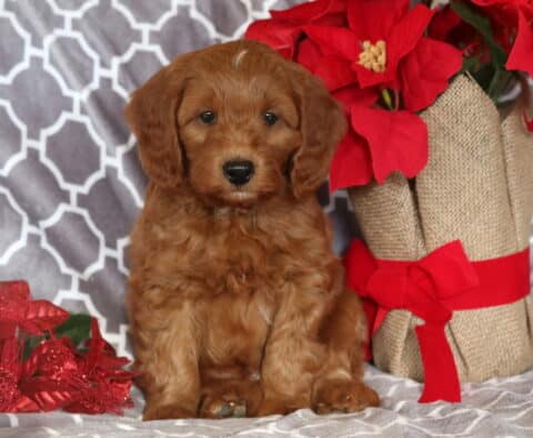 Moe Mini Goldendoodle