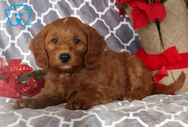 Moe Mini Goldendoodle2 image