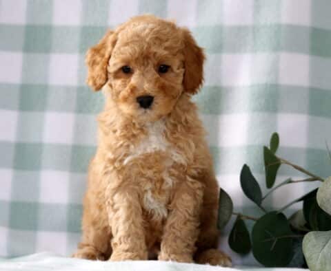 Adorable apricot Mini Poodle puppy with a curly teddy bear coat and white chest sitting against a soft green gingham backdrop with eucalyptus accents