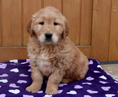 Fluffy Golden Retriever puppy sitting on a purple blanket with white hearts in front of a wooden door, featuring a soft golden coat and sweet, calm expression.