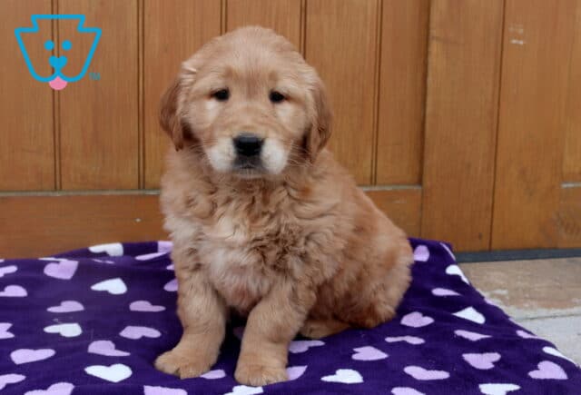 Fluffy Golden Retriever puppy sitting on a purple blanket with white hearts in front of a wooden door, featuring a soft golden coat and sweet, calm expression. image