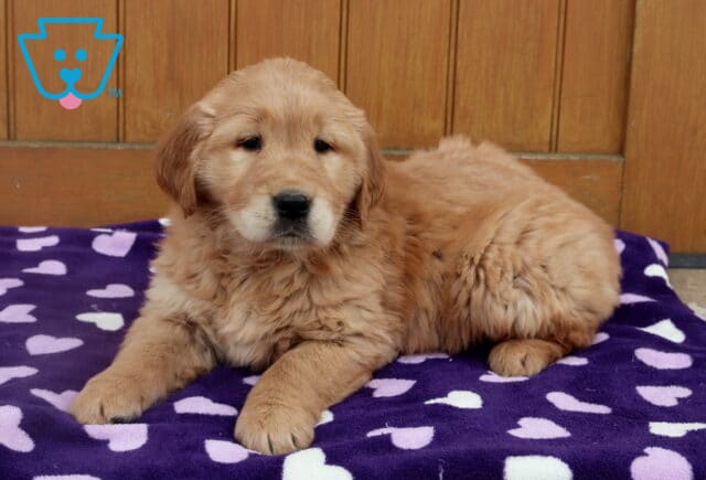 Golden Retriever puppy lying on a purple heart-patterned blanket, showing a fluffy light-gold coat, dark eyes, and relaxed pose in front of a wooden backdrop. image
