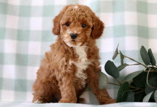 Curly apricot Mini Poodle puppy with a white chest sitting on a soft green checkered backdrop next to eucalyptus leaves, adorable mini poodle puppy photo image