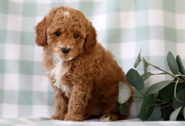 Adorable apricot Mini Poodle puppy with a curly coat and white chest sitting beside eucalyptus greenery on a soft green checkered backdrop image