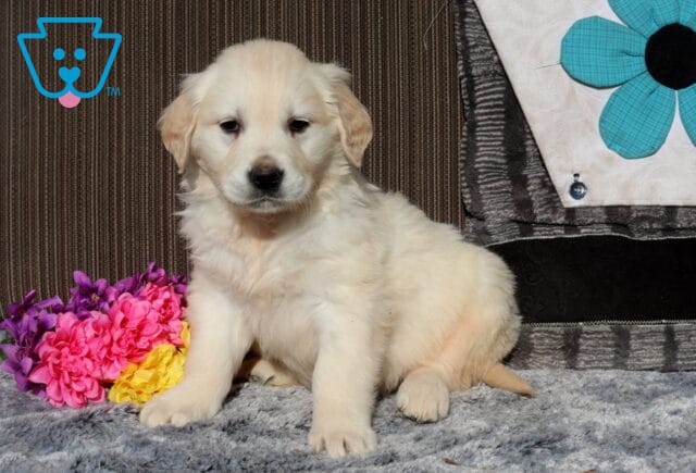 Cream-colored Golden Retriever puppy sitting on a plush gray blanket, looking slightly downward with a calm expression, bright pink and yellow flowers beside it, and a patterned pillow with a blue flower in the background. image