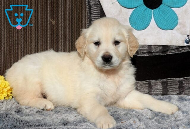 Fluffy light-golden Golden Retriever puppy lying on a soft gray blanket, facing forward with a relaxed expression, colorful flowers tucked beside it and a decorative pillow with a blue flower in the background. image