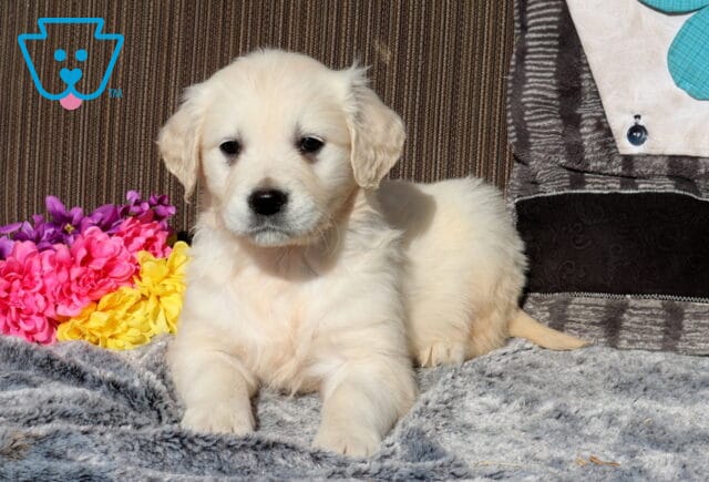 Fluffy cream-colored Golden Retriever puppy lying on a gray blanket with front paws stretched forward, posed beside a bouquet of pink, yellow, and purple flowers with a decorative pillow in the background. image