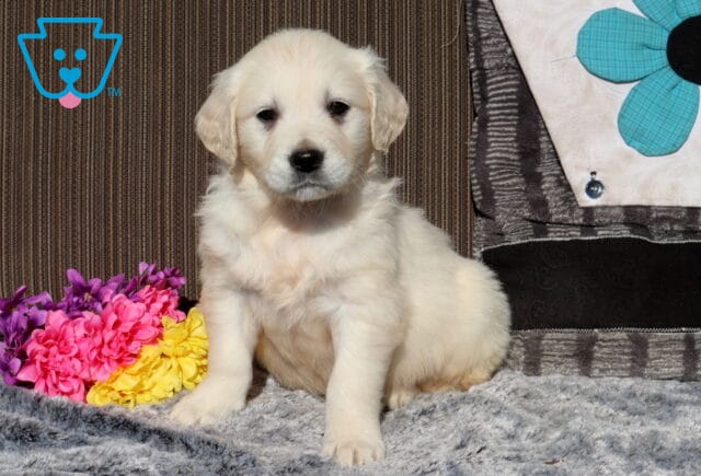 Cream-colored Golden Retriever puppy sitting upright on a soft gray blanket, with floppy ears and a fluffy coat, posed next to a bouquet of pink, yellow, and purple flowers and a patterned pillow in the background. image