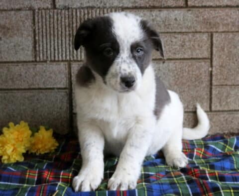Mops Border Collie Mix