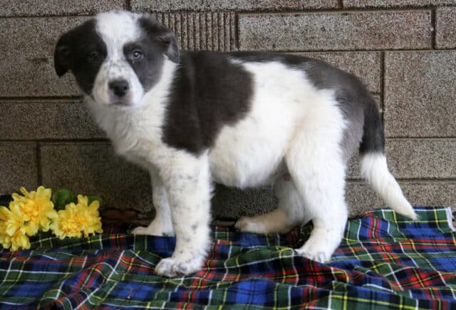 Mops Border Collie Mix2 image