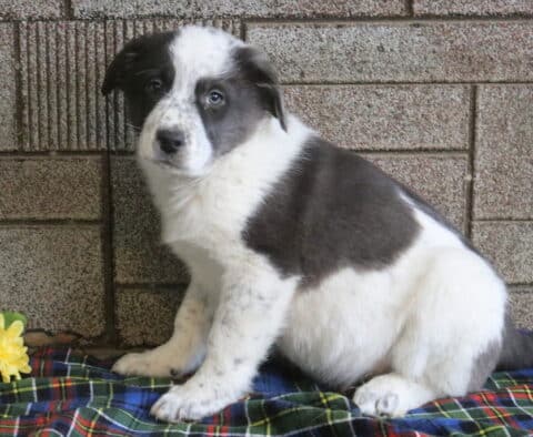Mops Border Collie Mix3