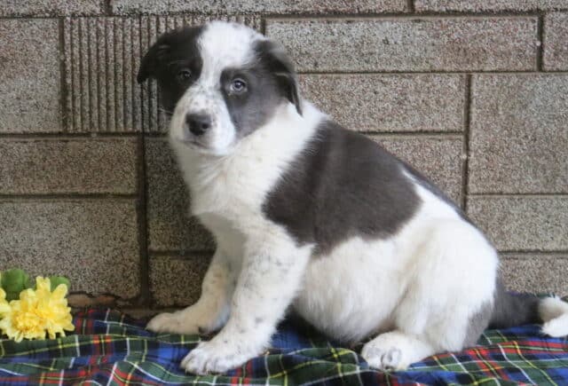 Mops Border Collie Mix3 image