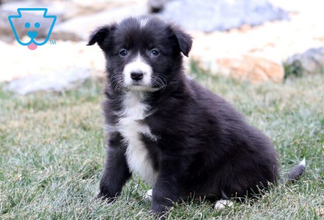 Fluffy black and white Border Collie puppy sitting in the grass outdoors, featuring a white chest, white facial blaze, soft puppy coat, and a calm, attentive expression. image