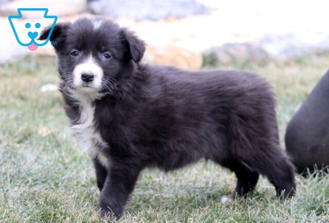 Young black and white Border Collie puppy standing in the grass outdoors, showing a fluffy coat, white facial blaze, white chest markings, and an alert, curious expression. image
