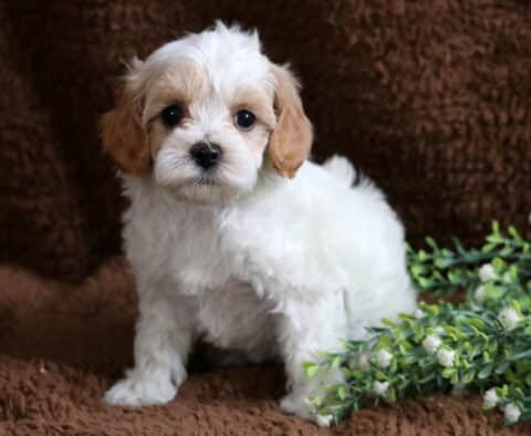 Muffin Cavapoo