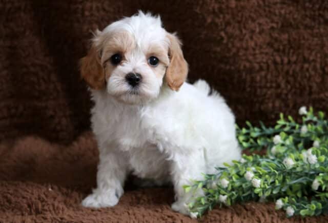 Muffin Cavapoo image