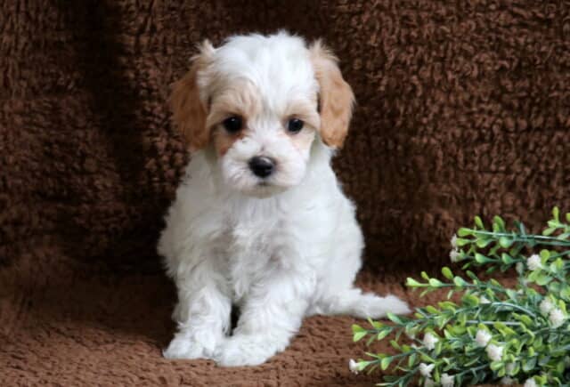 Muffin Cavapoo2 image
