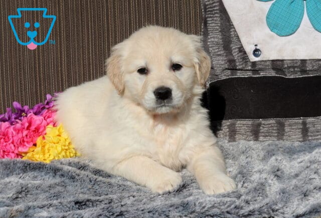 Cream-colored Golden Retriever puppy lying on a plush gray blanket indoors, looking calmly at the camera with floppy ears, bright pink and yellow flowers nearby, and a patterned couch pillow in the background. image