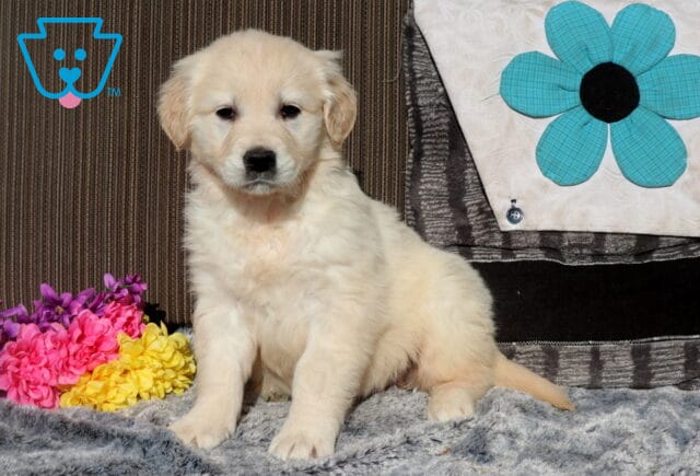 Fluffy cream Golden Retriever puppy sitting upright on a soft gray blanket, facing the camera with a gentle expression, colorful pink and yellow flowers beside it, and a decorative pillow with a blue flower behind. image