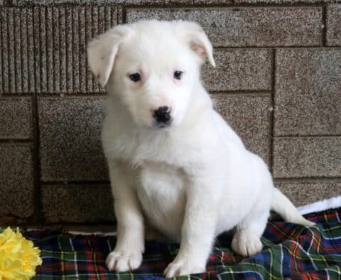 Mya Border Collie Mix