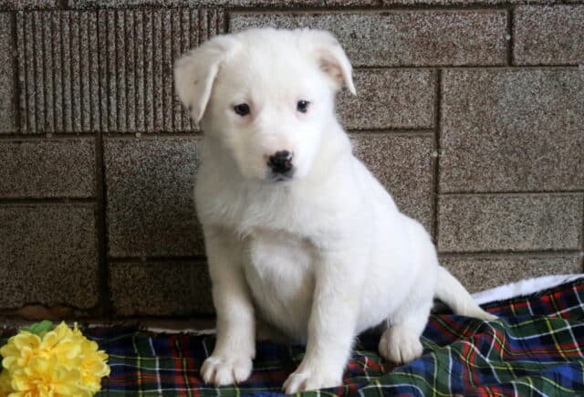 Mya Border Collie Mix image