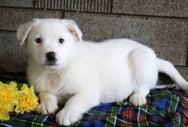 Mya Border Collie Mix2 image